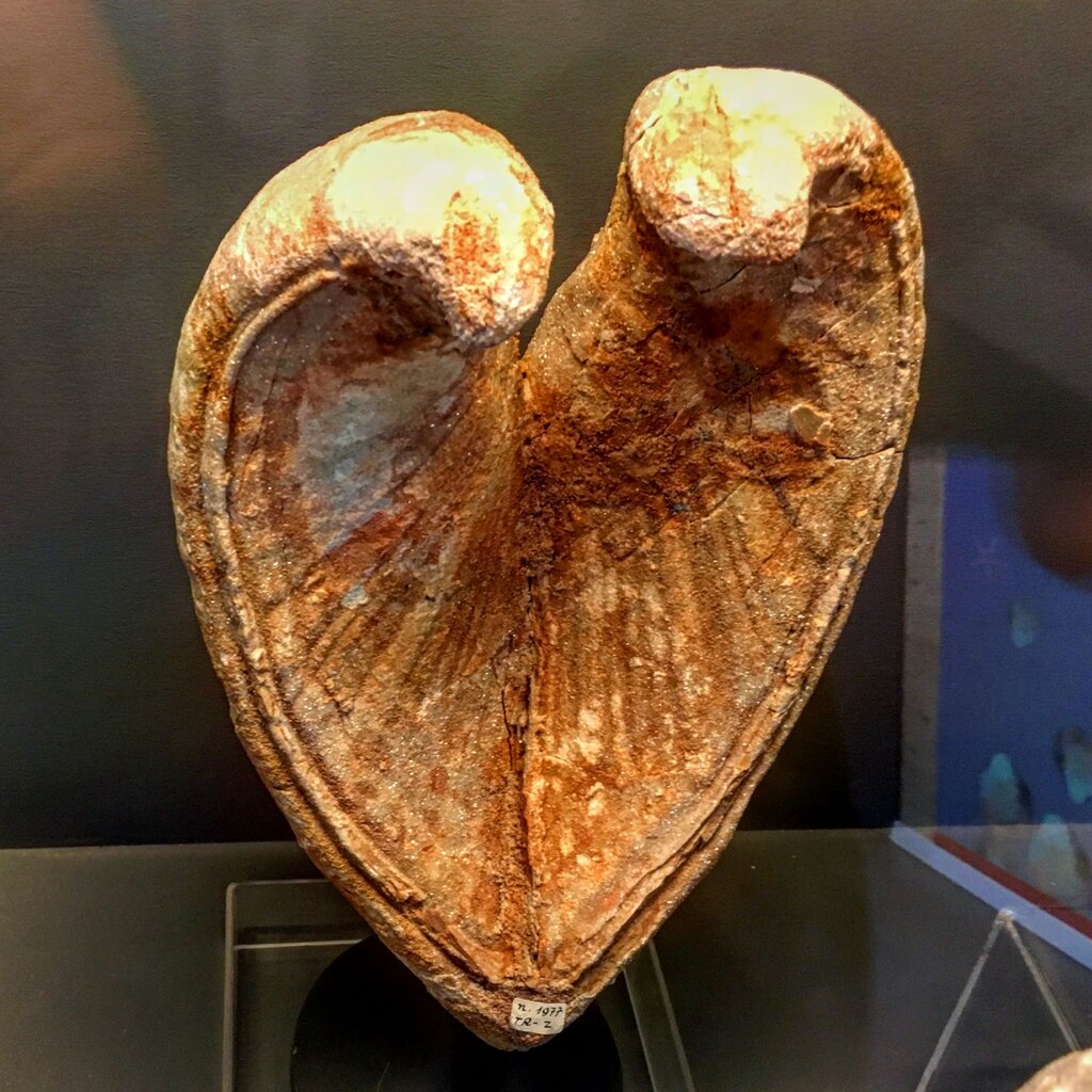 Museo Paleontologico Zardini Cortina (2)