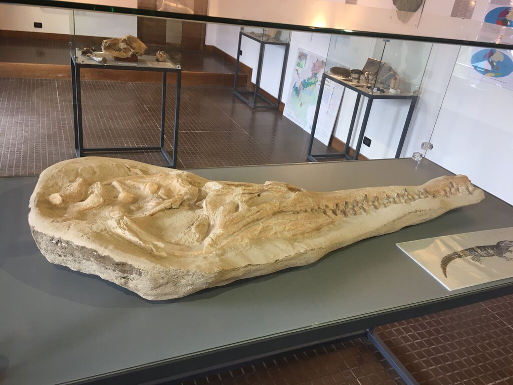 Museo Paleontologico Danta Di Cadore (1)
