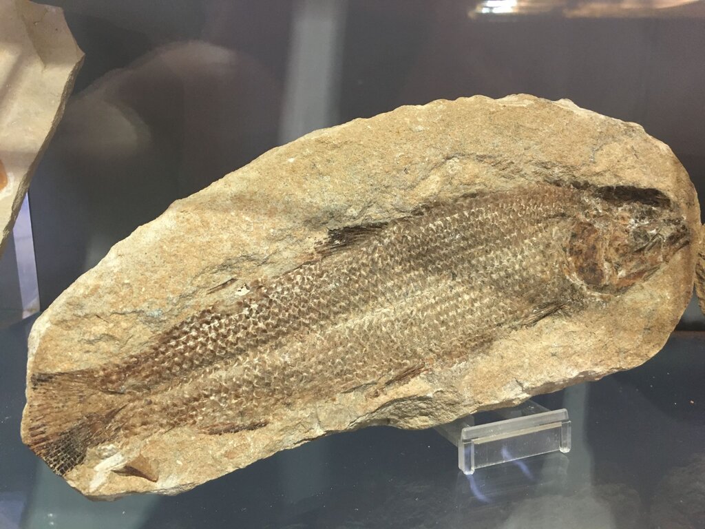 Museo Paleontologico Danta Di Cadore (4)