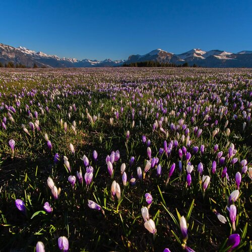 Zappellini Lorella Top Primavera Fiori Vette Feltrine | © zappellini_lorella