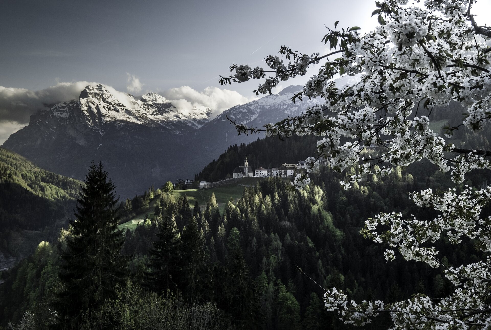 PRIMAVERA Fioritura   Vette Innevate   Primavera   Fiori   Neve | © Archivio Dmo Dolomiti Bellunesi