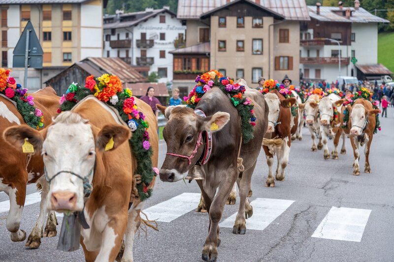 Falcade Desmontegada FestaDelleMalghe2022 Ghizzo (2) | © Ghizzo