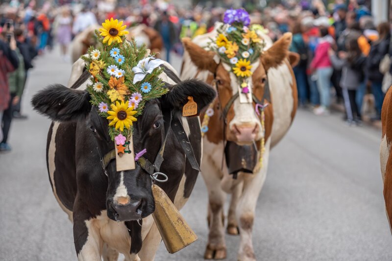 Falcade Desmontegada FestaDelleMalghe2022 Ghizzo (39) | © Ghizzo