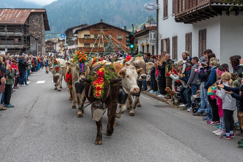 Falcade Desmontegada FestaDelleMalghe2022 Ghizzo (17) | © Ghizzo