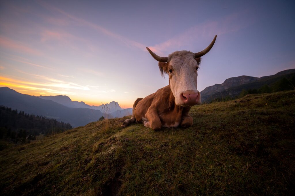 Malga Laste©Alessandro Laurito