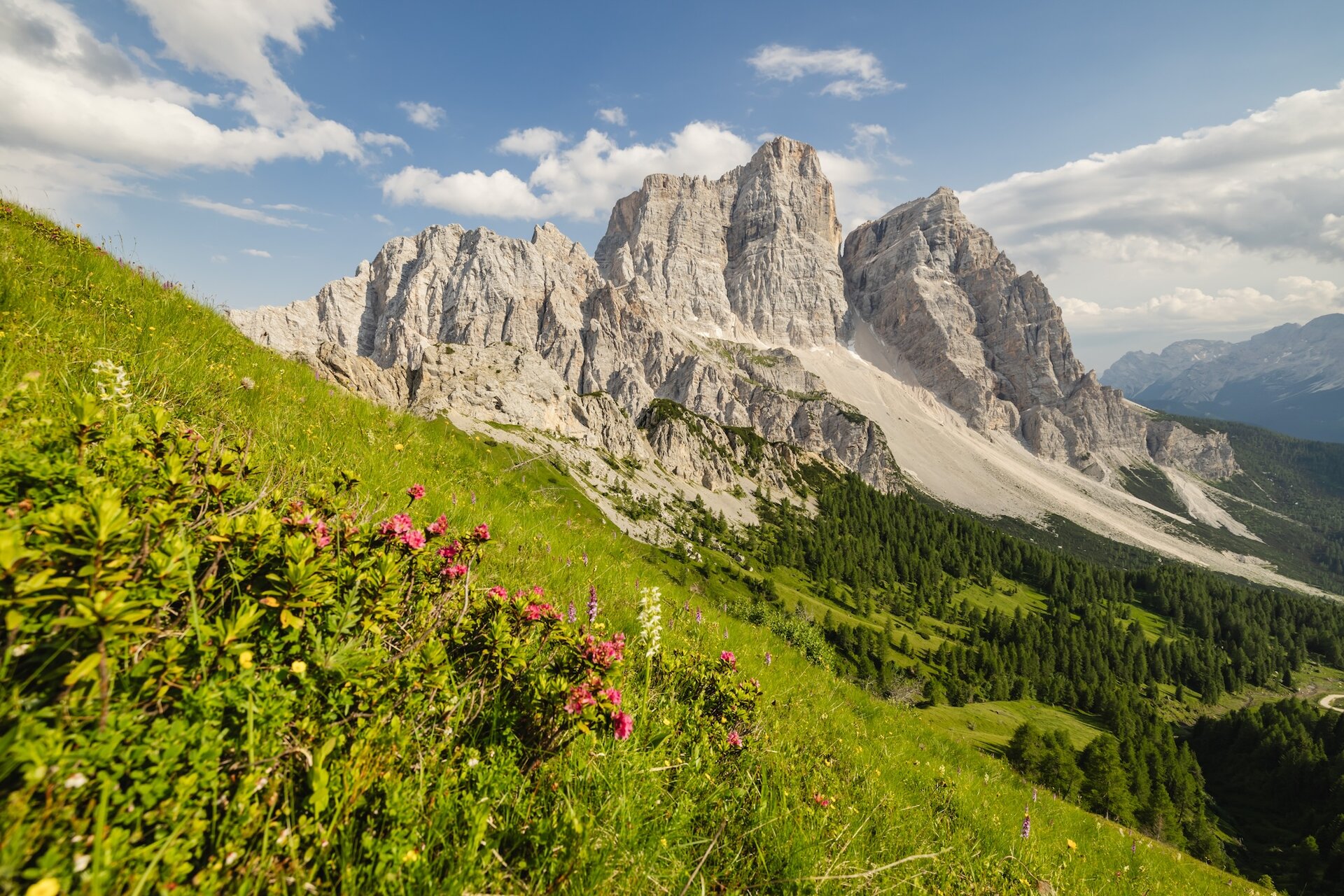 Pelmo Estate Fiori Selva Di Cadore Credits ProLocoValFiorentina | © Pro Loco Val Fiorentina