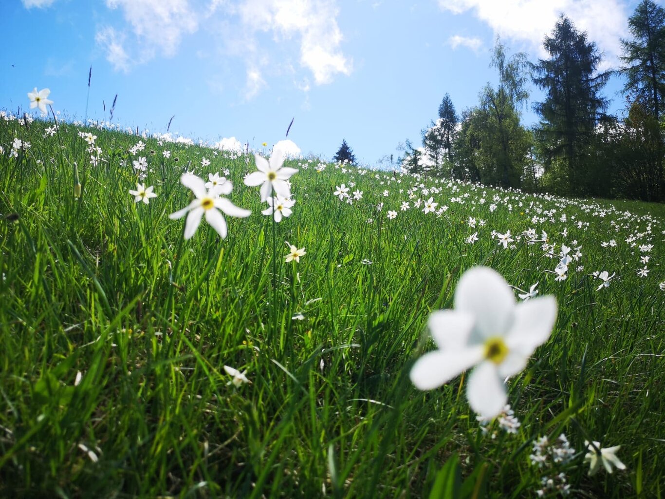 Daffodils At Pian Di Coltura