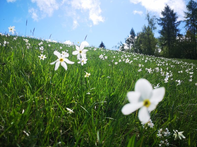 Narzissen Auf Dem Pian Di Coltura