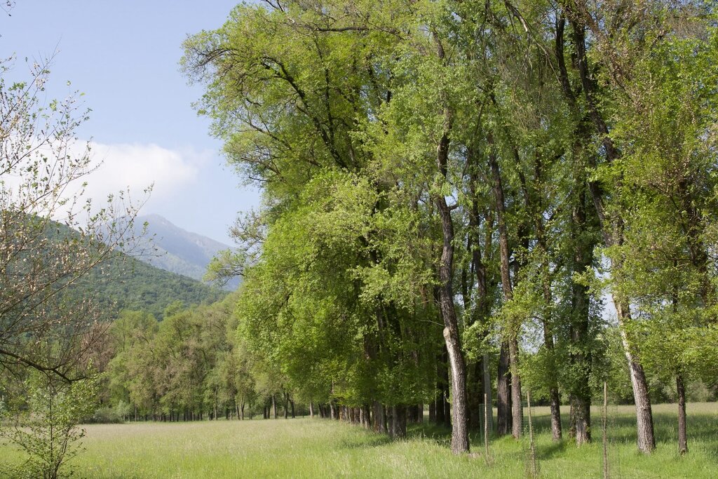 Riserva Naturale Vincheto Di Celarda   Credits @visitfeltre   Reparto Carabinieri Biodiversità Di Belluno 2 | © visitfeltre - Reparto Carabinieri Biodiversità Belluno