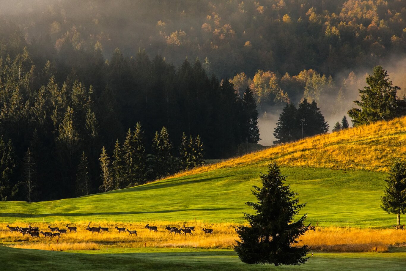 Wald Des Cansiglio