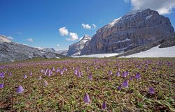 Primavera Sotto La Tofana Di R ¦zes