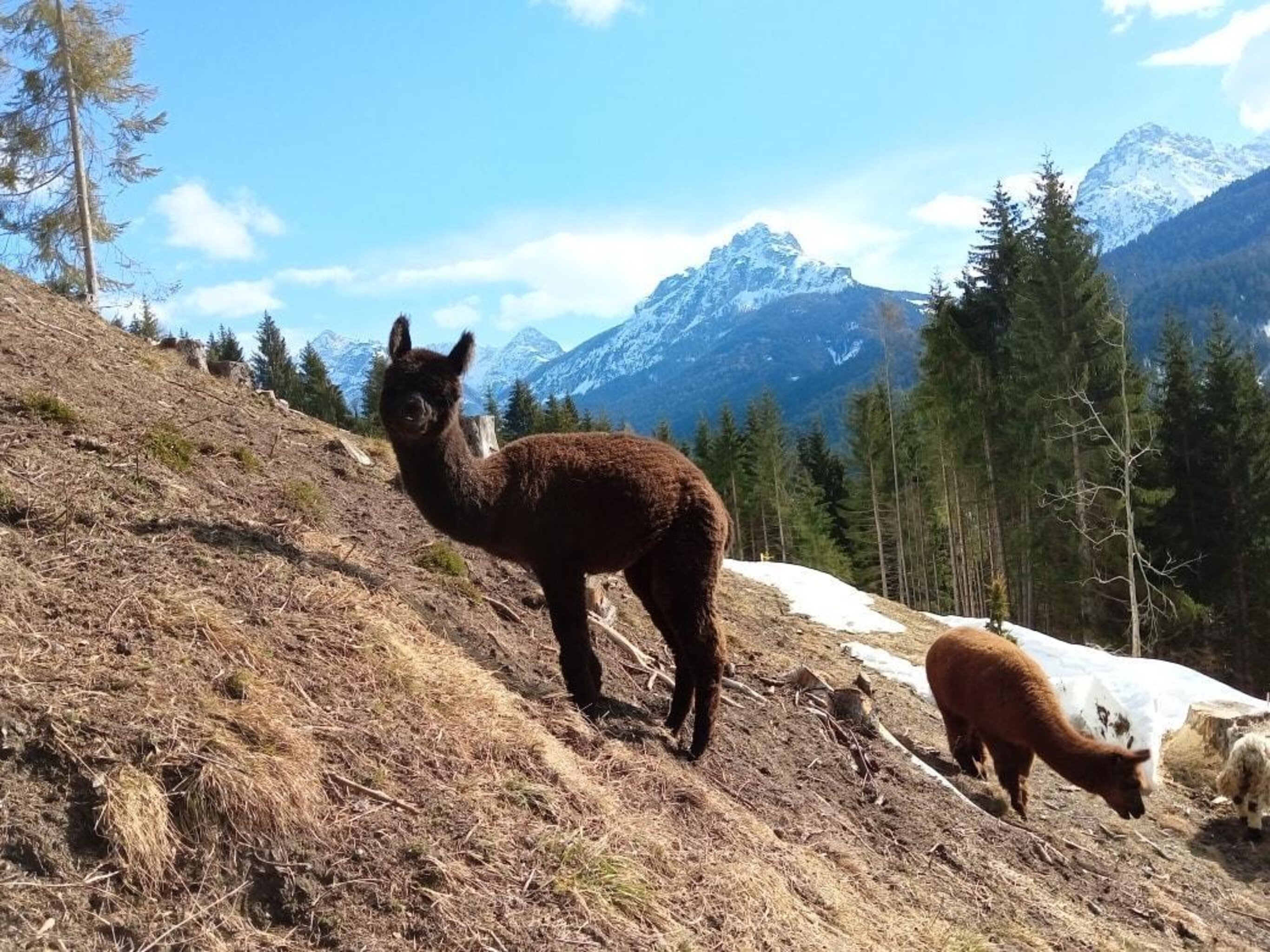 Experience - Alpaca Trekking - Cadore Tre Cime Comelico
