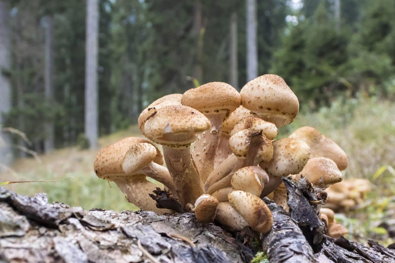 A funghi con mamma e papà