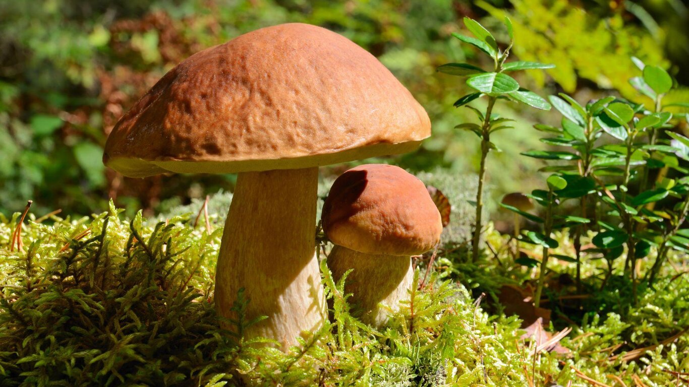 Funghi