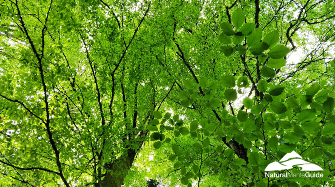 Cansiglio Polmone Verde