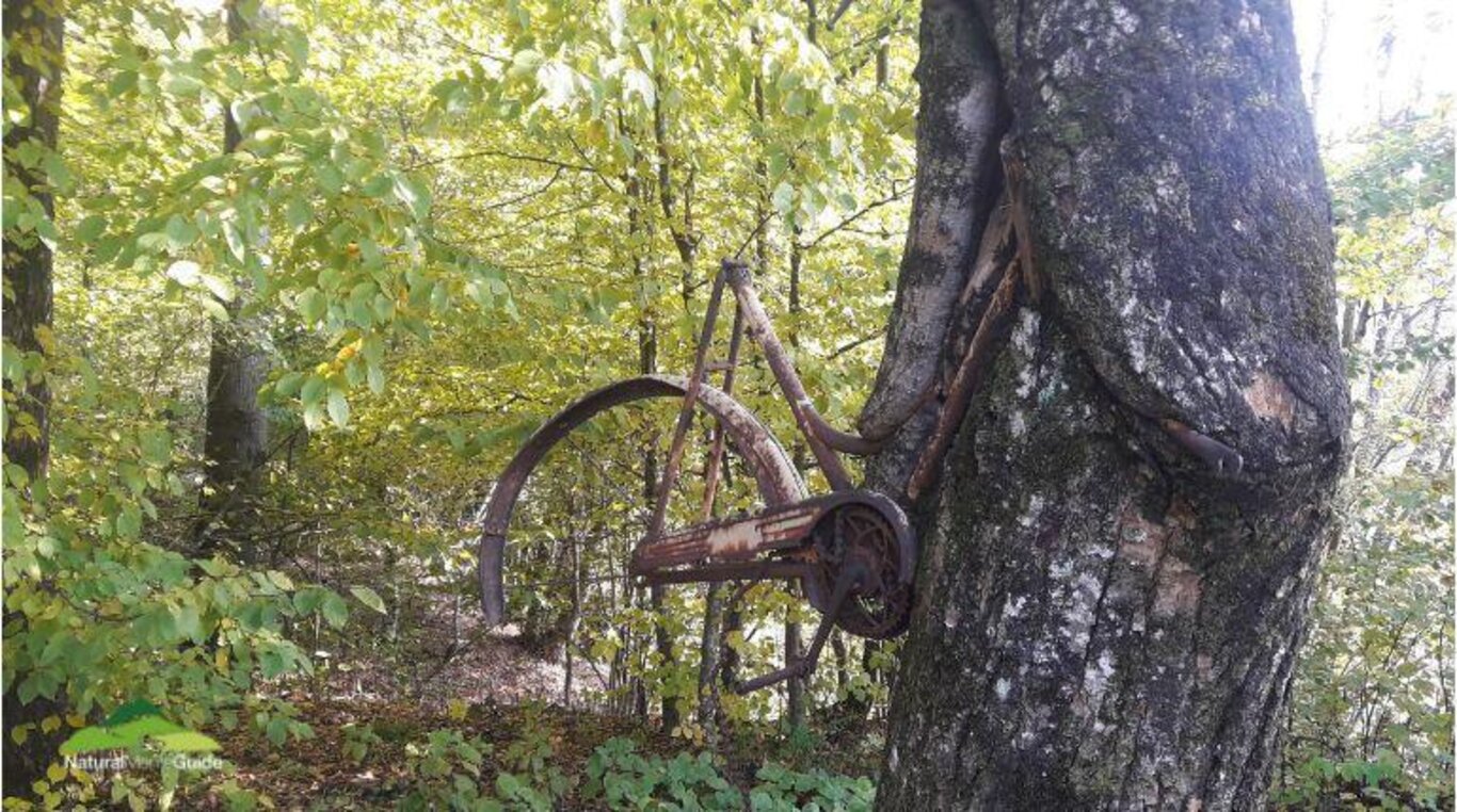 L'albero della bicicletta