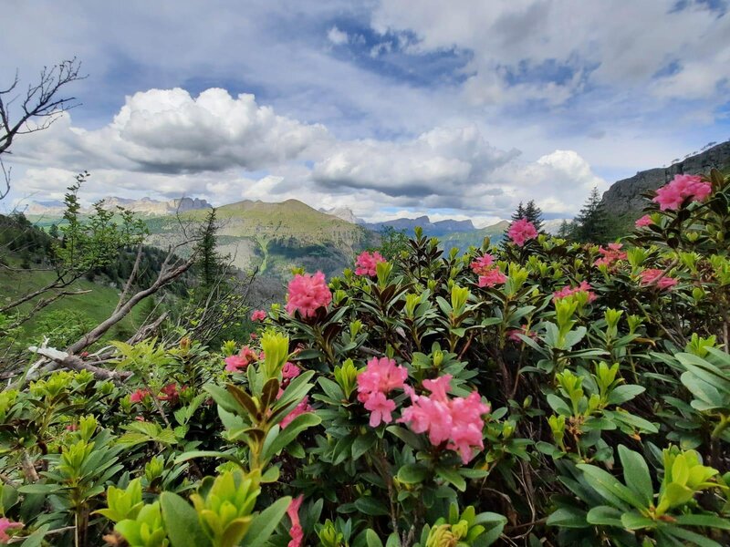 Rododendri
