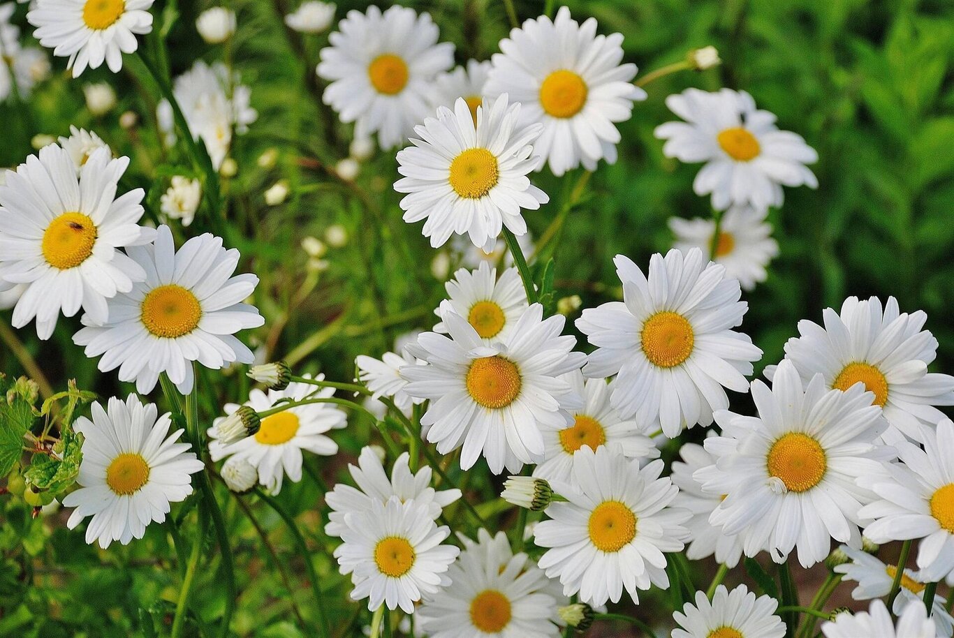 Fiori Fiori