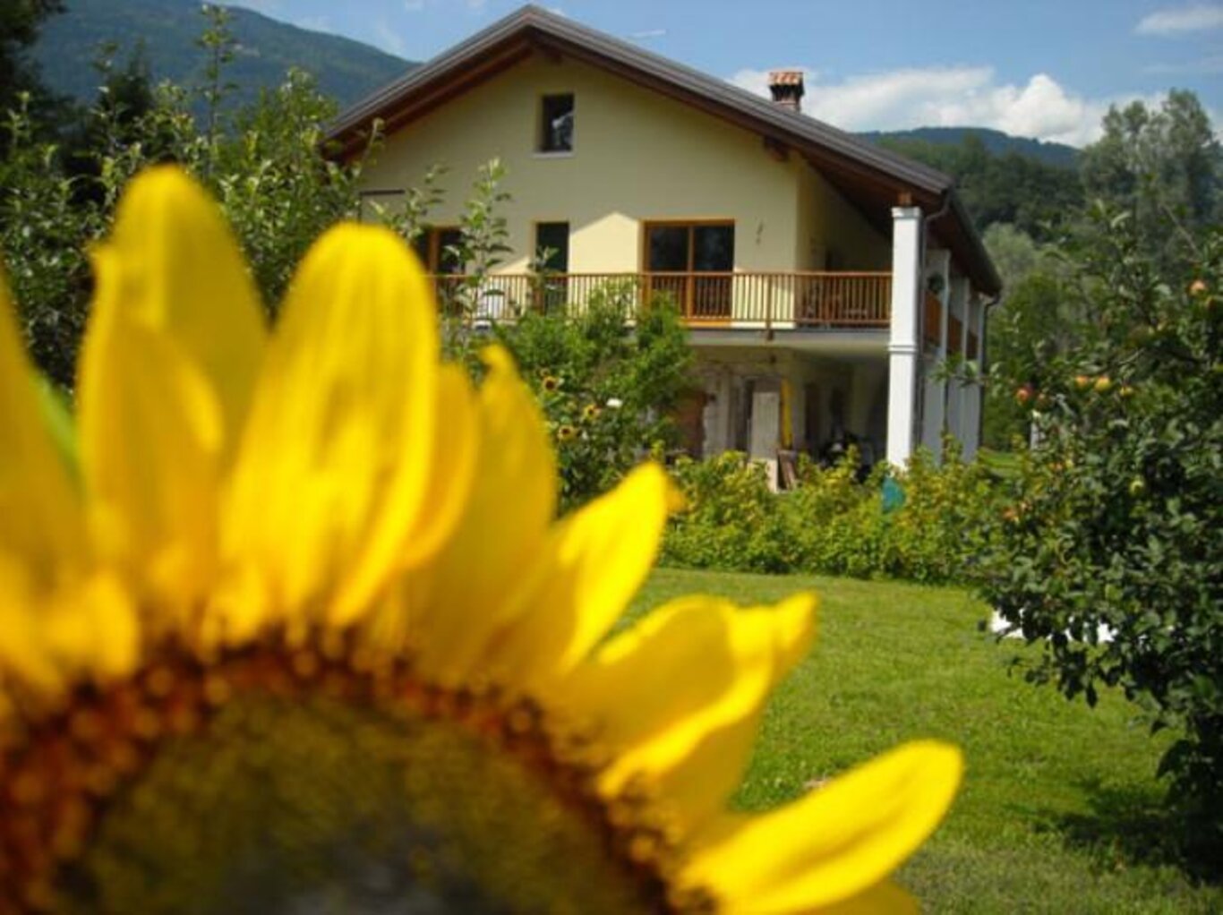 girasole-esterno-1 girasole-esterno-1