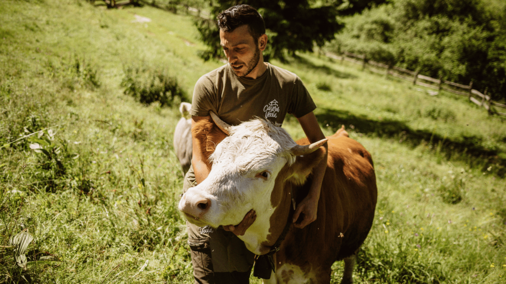 Mucca