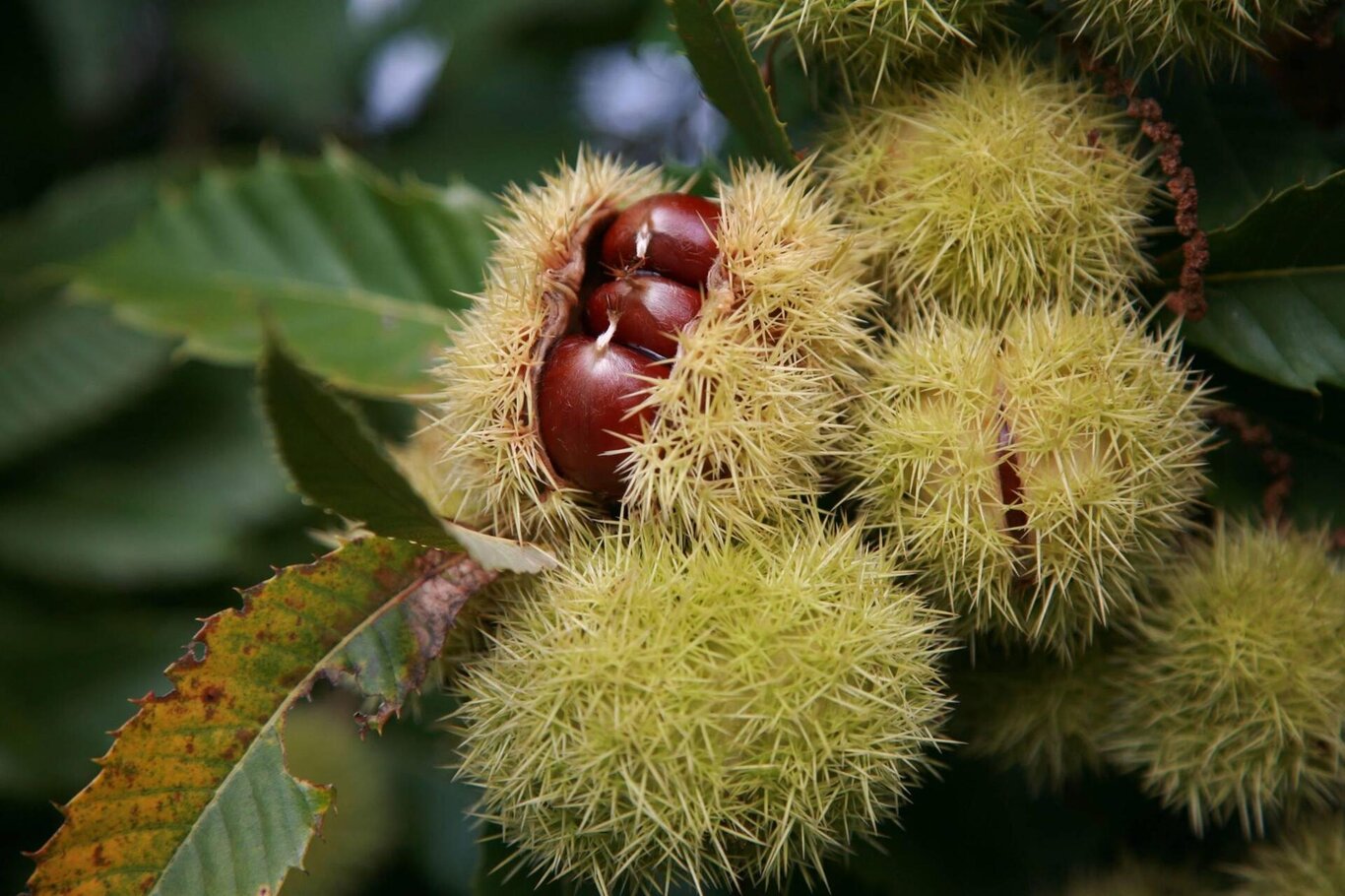 Immagine di copertina