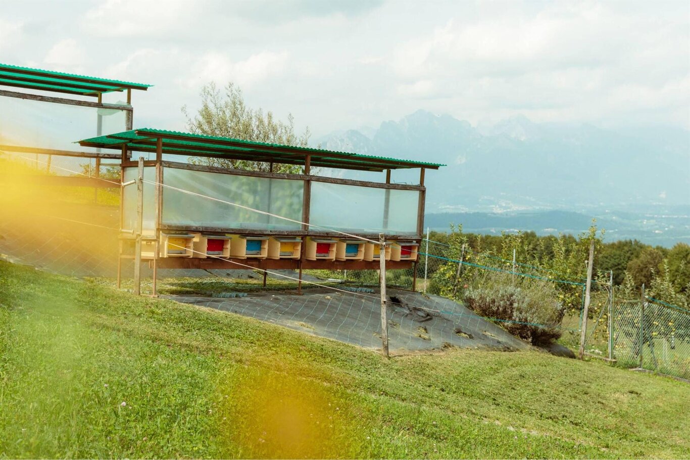 Apicoltura TESS