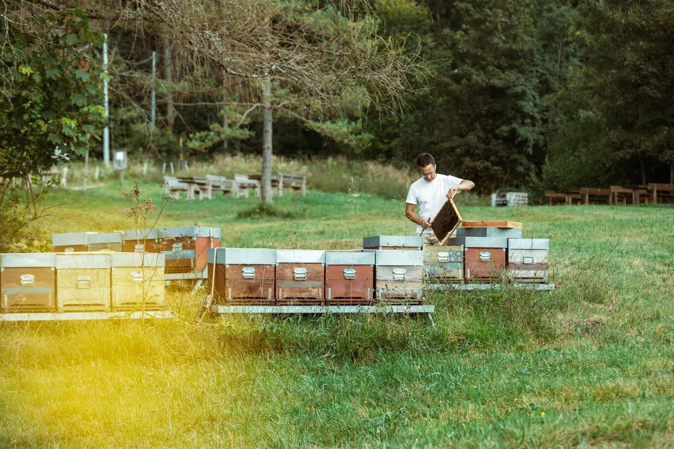 Azienda Remedi