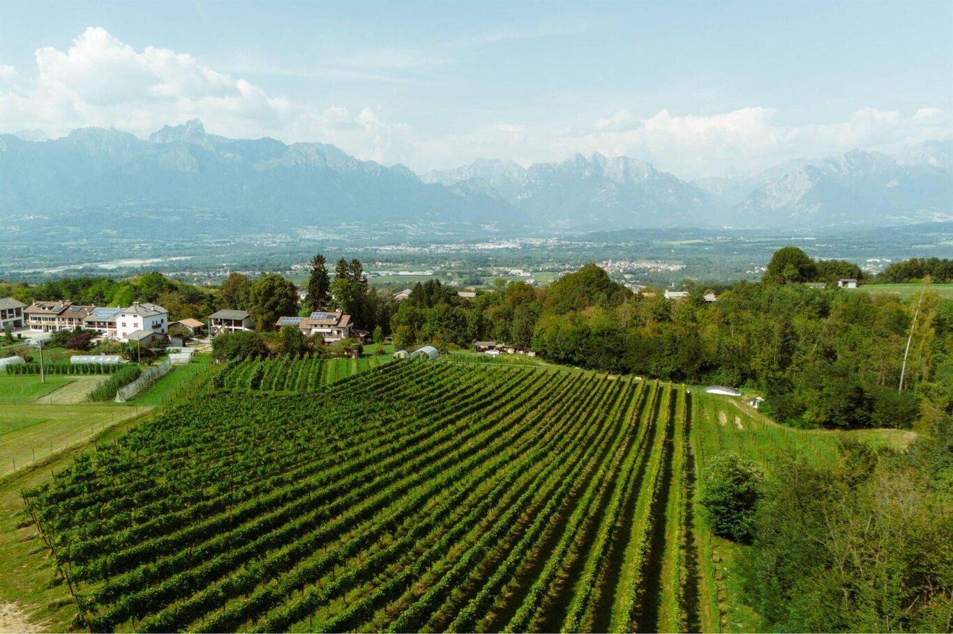 Azienda Della Vecchia