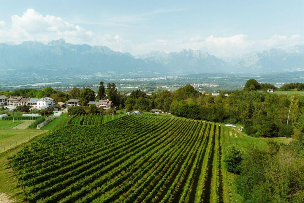 Azienda Della Vecchia