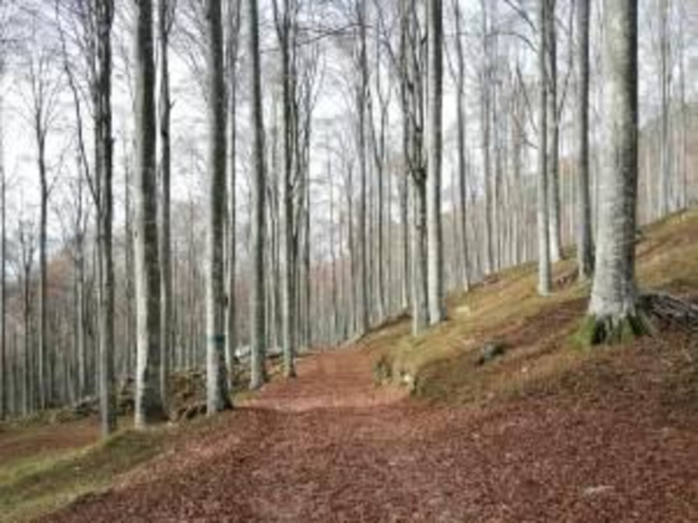 Palantina freeride