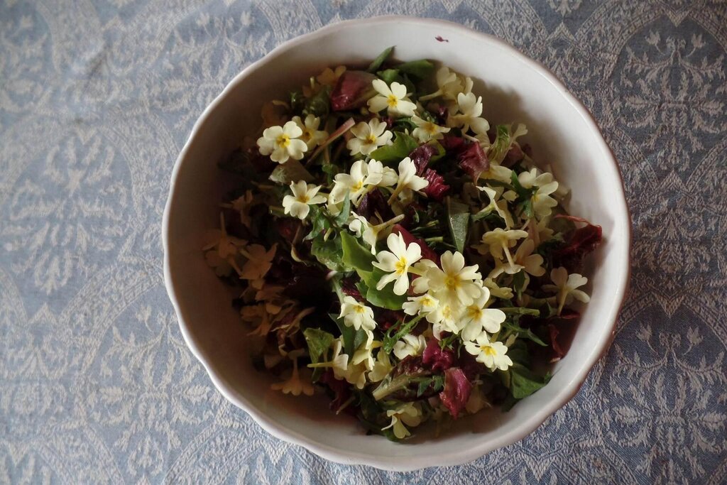 Insalata