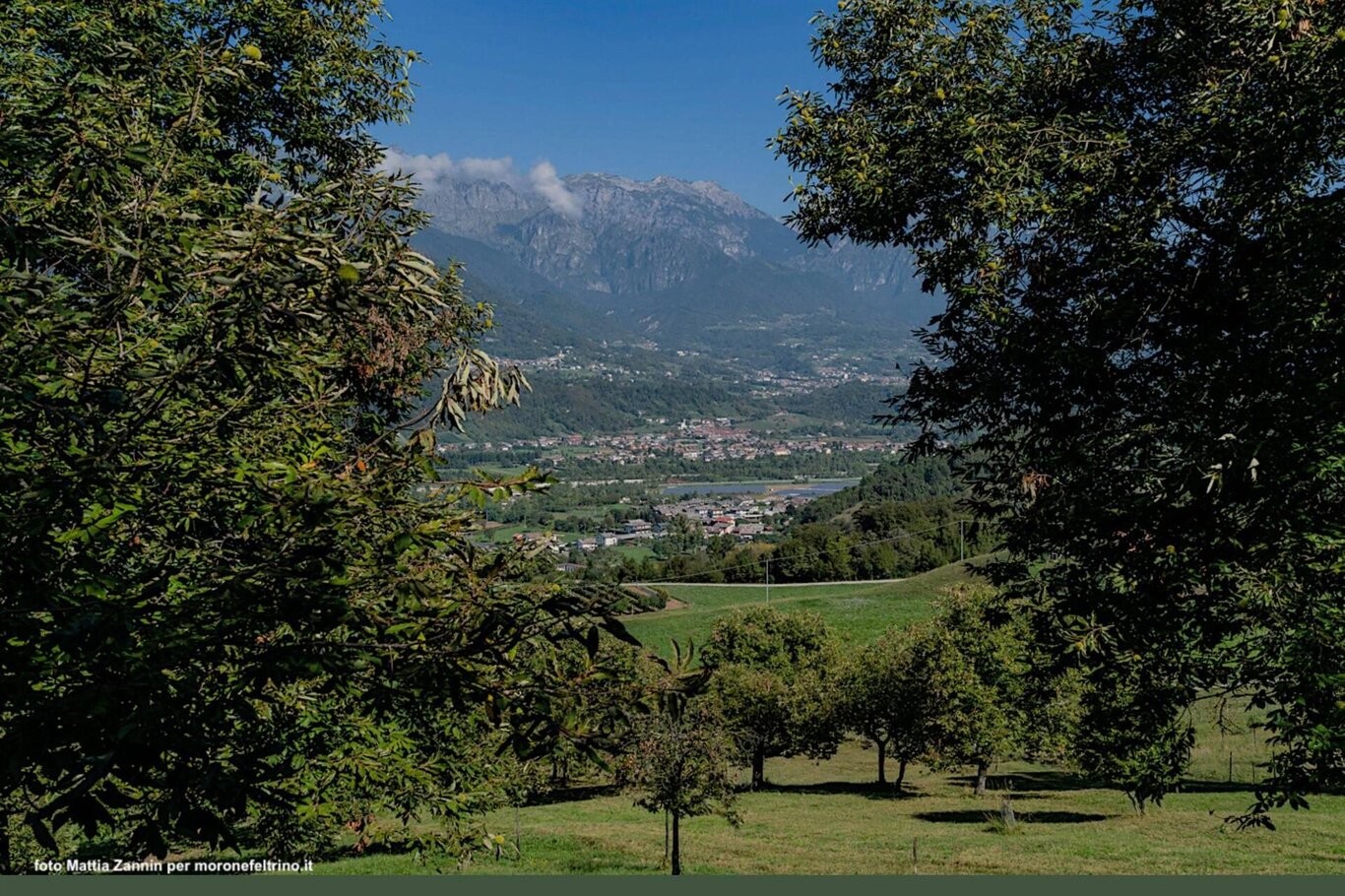 Piante di Morone feltrino e veduta panoramica