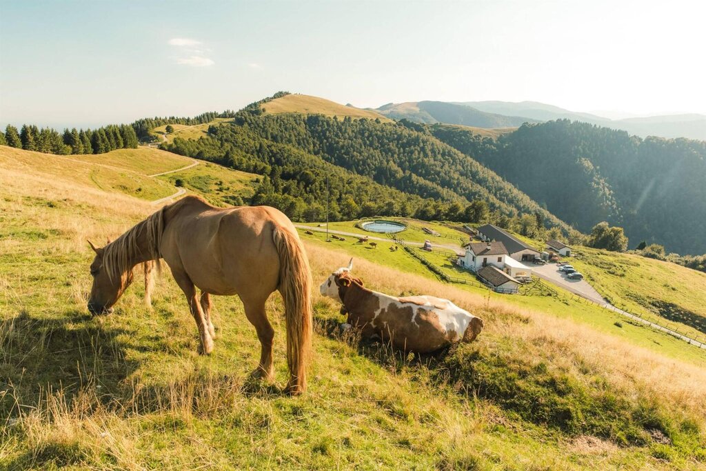 Fattoria