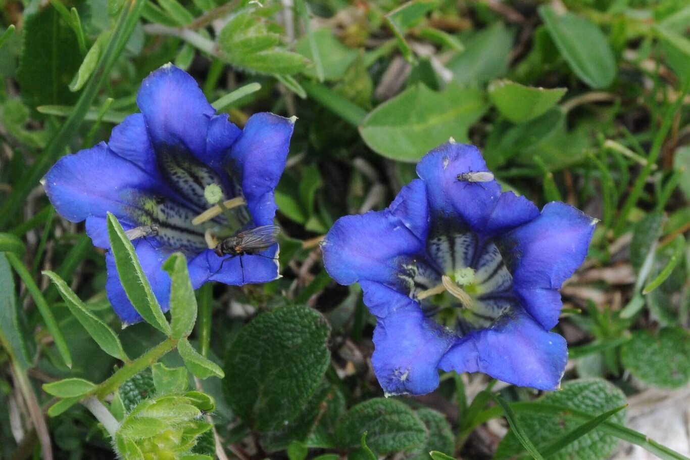 Genziane lungo il percorso