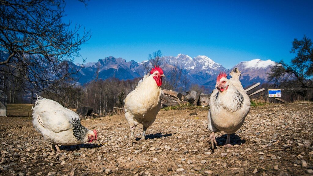 Galline