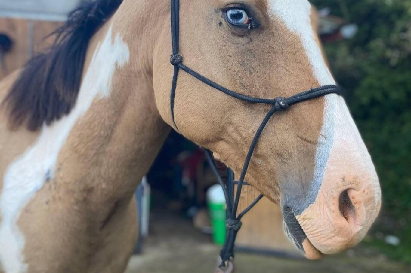 Cavallo