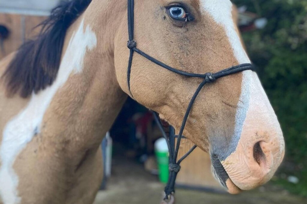 Cavallo