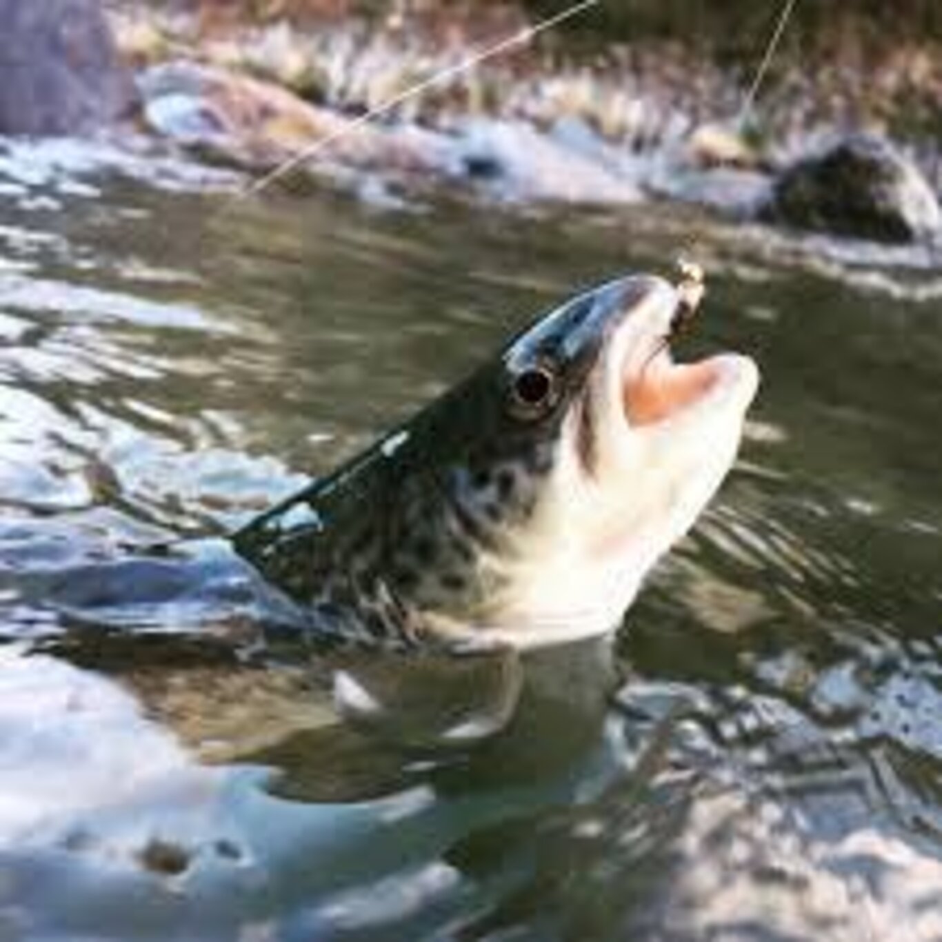 pesca pesca