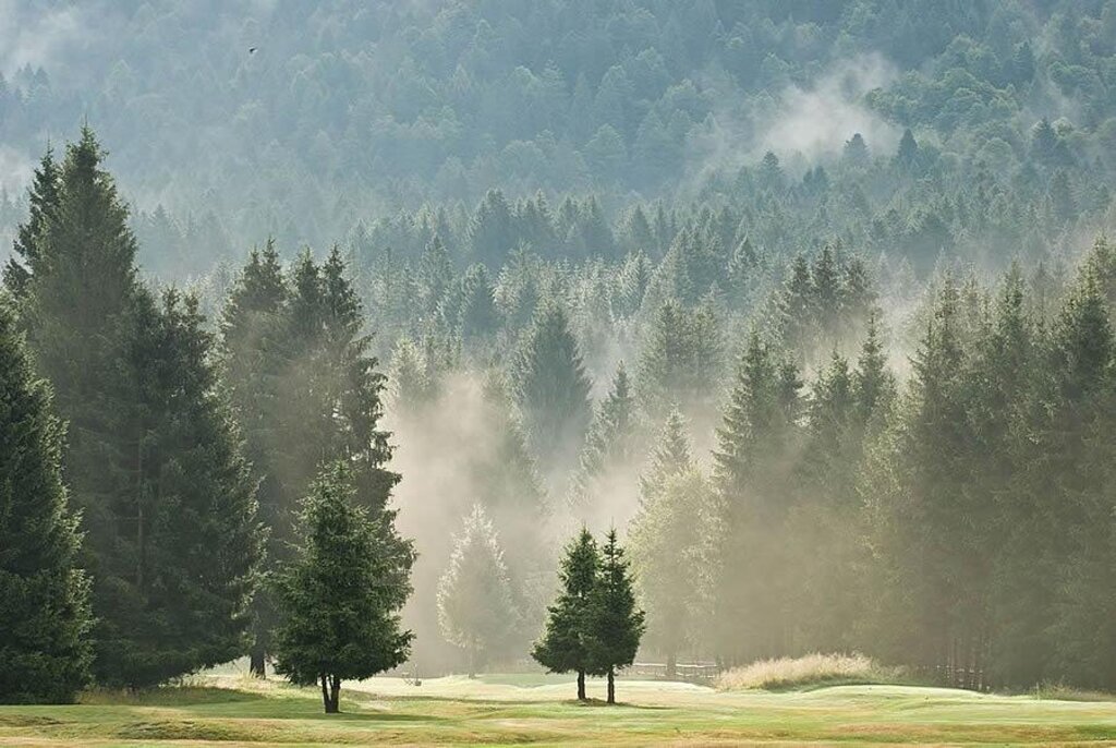 Alberi