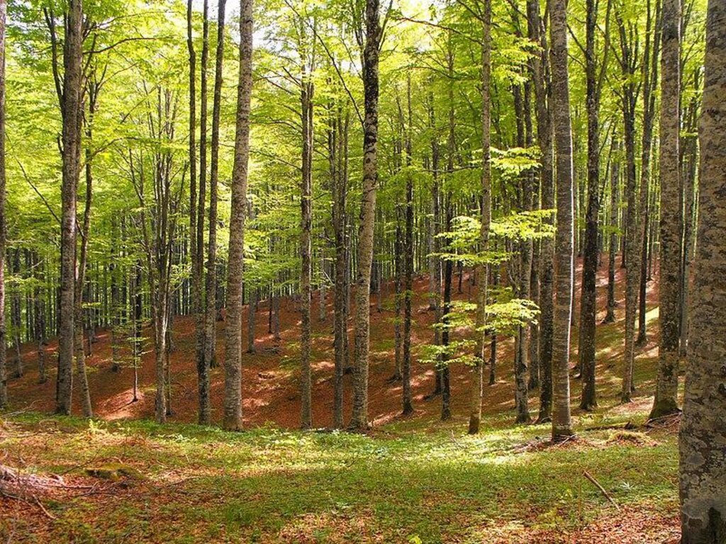 Foresta