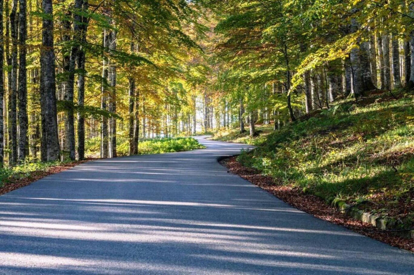 Sentiero Alpago Natura