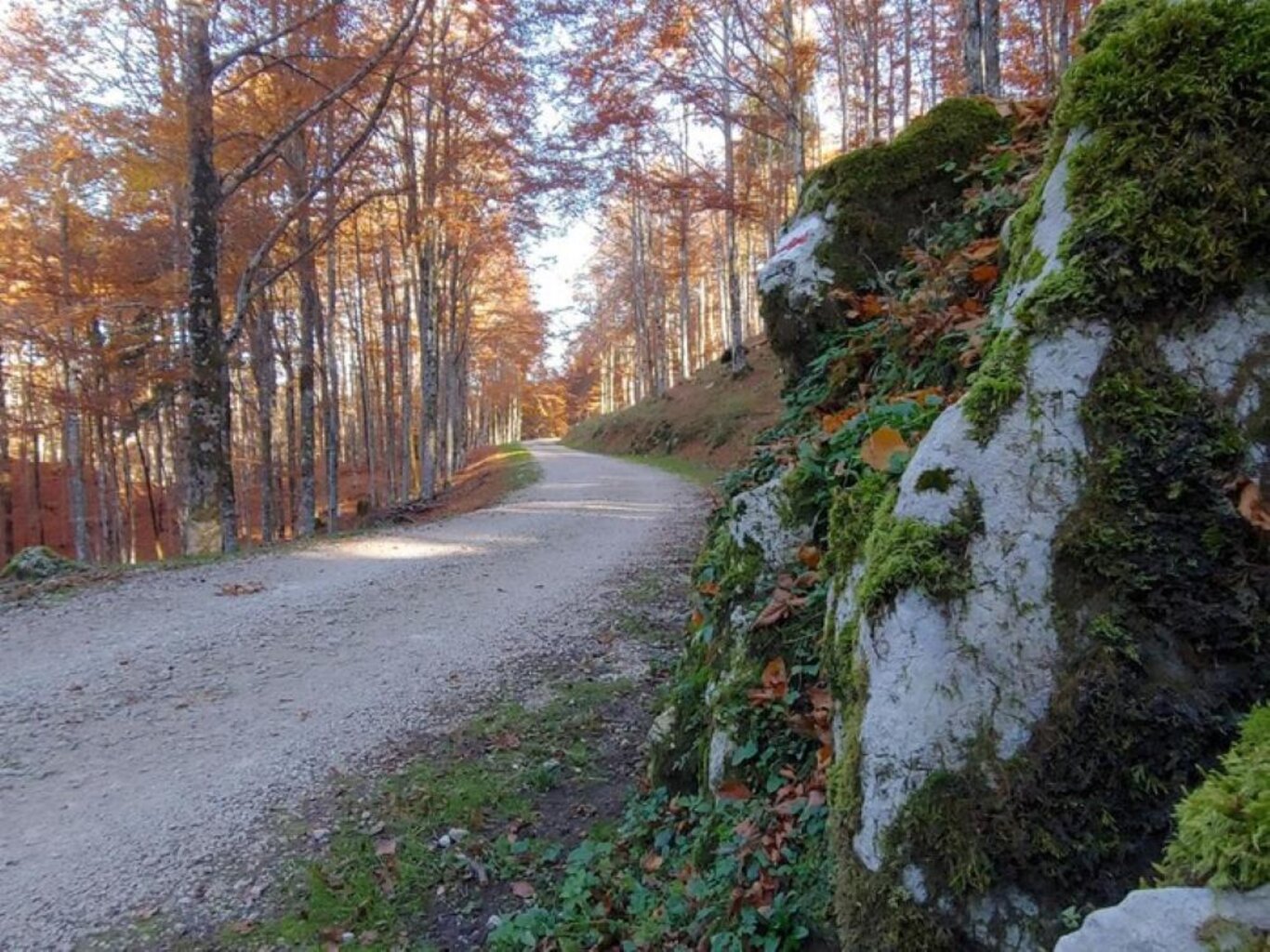 Il Cansiglio