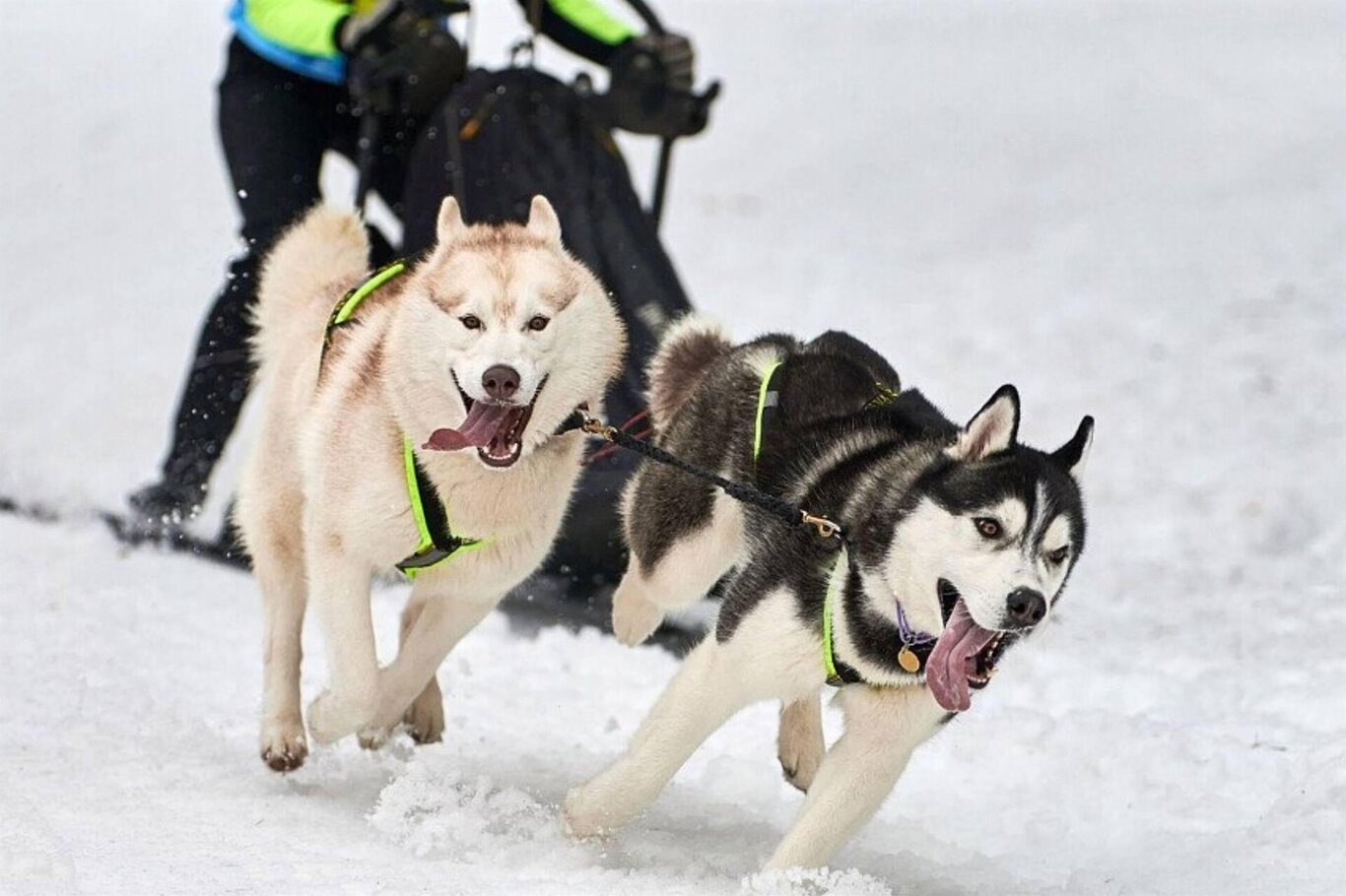sleddog