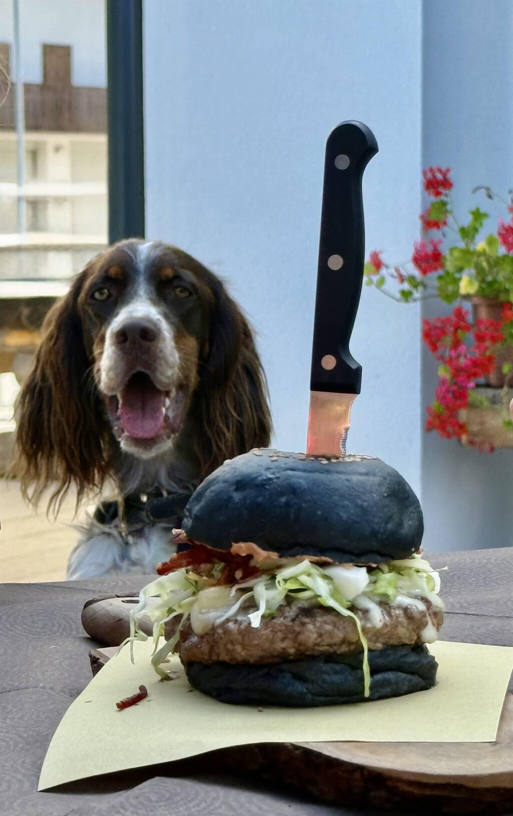 panino