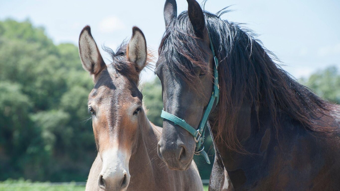 4° Benedizione Cavalli, Cavalieri e Musat