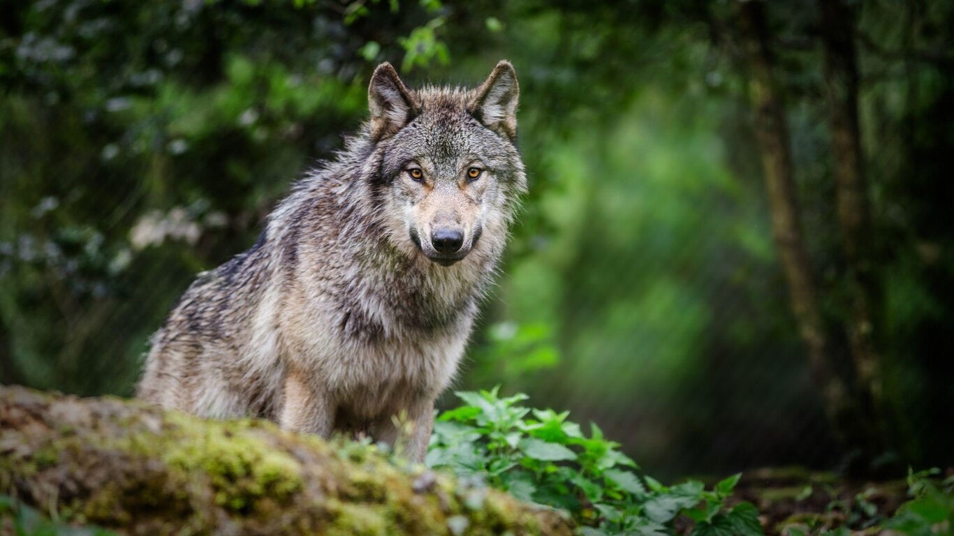 Animali - ponte tra spirito e materia