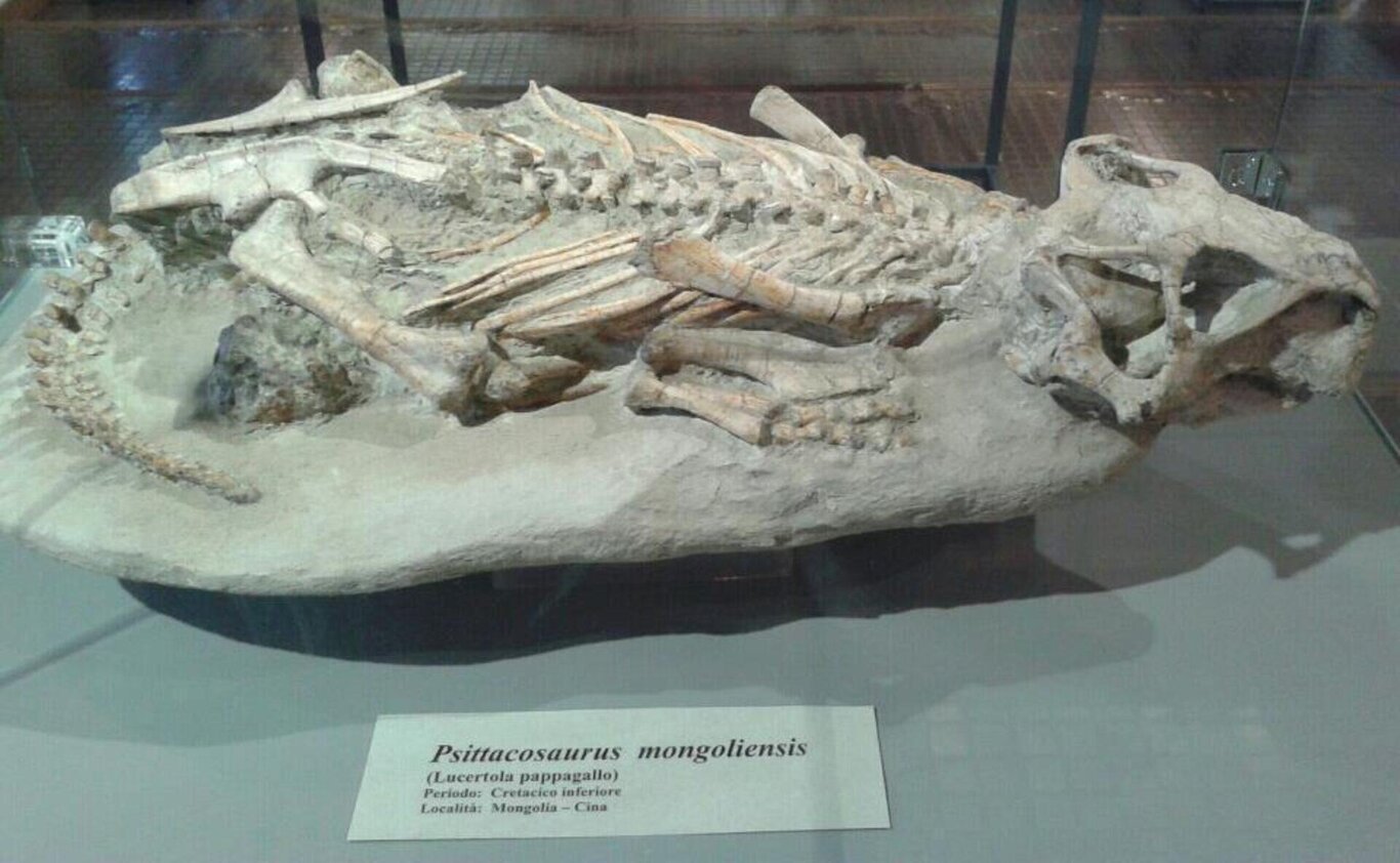 Apertura Museo Paleontologico "Le Radici della vita"