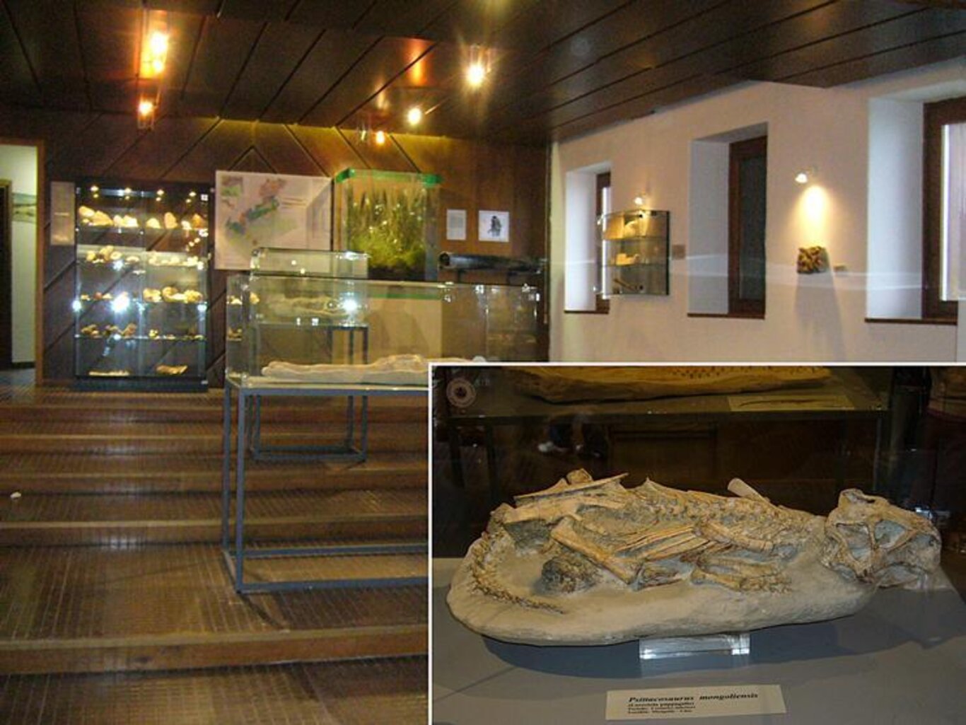 Apertura Museo Paleontologico "Le Radici della vita"
