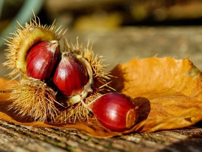 AUTUMN, CHESTNUTS &… CURTAIN UP!
