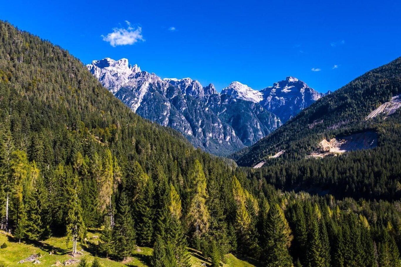 Bagno di foresta